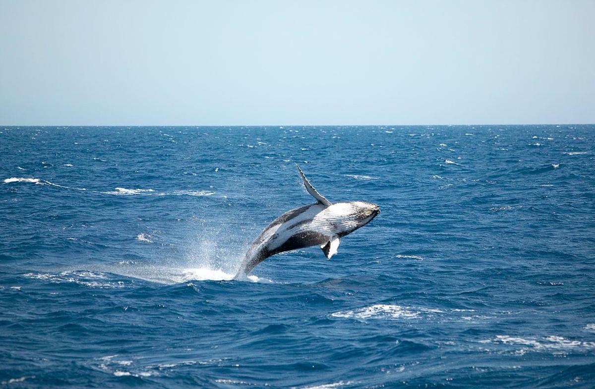 Ramada By Wyndham Харві-Бей Екстер'єр фото A living Megaptera novaeangliae, or humpback whale